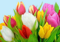 Роса на нежном букетике тюльпанов