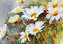 Цветущие ромашки и маки