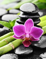 Цветок орхидеи, бамбук и галька