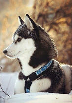 Молодой хаски под снегом