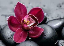 Красивая орхидея на гладких камнях