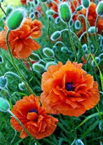 Начало цветения маков