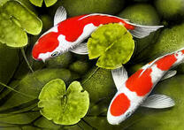 Прекрасные карпы кои в прозрачной воде