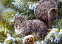 Пушистая белочка на заснеженной сосне