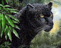 Чёрный ягуар в теничтых джунглях