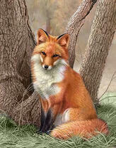 Молодая лиса под небольшим дубом