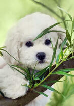 Беленький кудрявый щенок у дерева