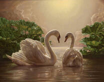 Белые лебеди на туманном озере