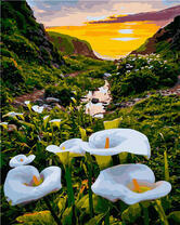 Белые каллы на фоне моря