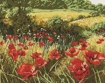 Цветущие маки на большом лугу