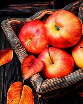 Осенний урожай больших яблок