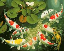 Карпы кои среди лотосов