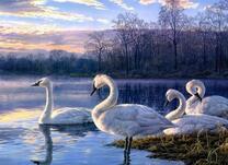 Стая лебедей зимой