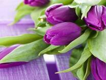 Насыщено-фиолетовые тюльпаны