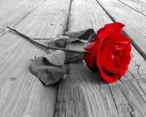 Яркий бутон розы