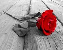 Одинокая красная роза