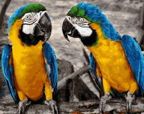 Два попугая Ара