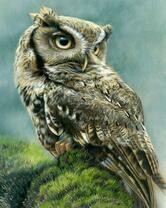 Молодая сова на ветке