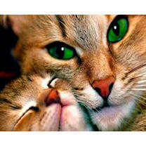 Зеленоглазая кошка и котёнок