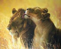 Нежности львов