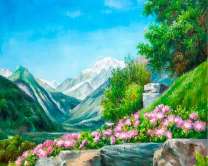 Цветущие астры в скалистых горах