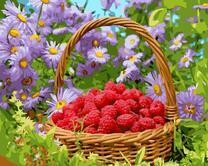 Корзинка полная малины среди цветов