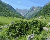 Зеленый кустарник в ущелье между горами