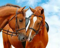 Пара осёдланных лошадей