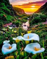 Цветущие калы на фоне солнца