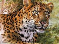 Взгляд сурового леопарда