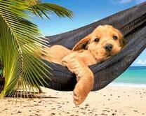 Щенок в гамаке на пляже