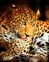 Большой леопард умывается