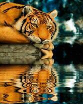 Отдых тигра у реки