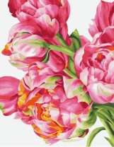 Свежие розовые пионы