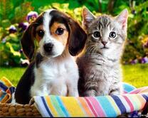 Щенок и котёнок в корзинке