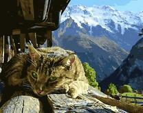 Дикий кот в горах