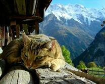 Серый кот в альпийских горах