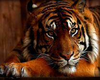 Большой и грозный тигр