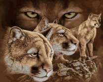 Горные пумы