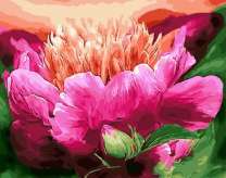 Цветок розы на фоне гор