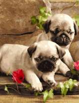 Милые щенки мопса