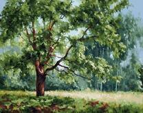 Зеленое дерево на летней поляне