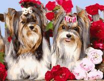 Гламурные подружки йоркширские терьеры