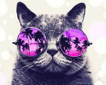 Кот в очках с отражением пляжа