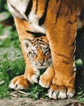 Милый тигрёнок и его мама