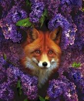 Рыжая лисичка среди сирени