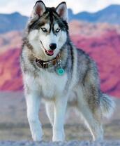 Уставшая лайка