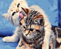 Котята умываются