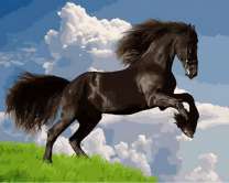 Черный конь на фоне неба