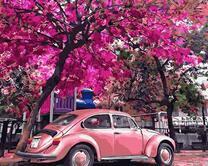 Розовый фольксваген жук под деревьями